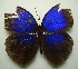  (Thaumantis klugius - UMKL-JJW0334)  @13 [ ] Unspecified (default): All Rights Reserved  Unspecified Unspecified
