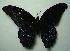  (Papilio memnon - UMKL-JJW0400)  @13 [ ] Unspecified (default): All Rights Reserved  Unspecified Unspecified
