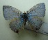  (Catochrysops strabo strabo - UMKL-JJW0449)  @11 [ ] Unspecified (default): All Rights Reserved  Unspecified Unspecified
