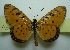  (Acraea violae - UMKL-JJW0508)  @13 [ ] Unspecified (default): All Rights Reserved  Unspecified Unspecified