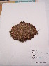  (Paepalanthus karstenii - Antoine 10766)  @11 [ ] CreativeCommons - Attribution Non-Commercial Share-Alike (2013) Unspecified Instituto de Investigación de Recursos Biológicos Alexander von Humboldt