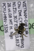  (Pachyhalictus VNMspB - CCDB-14506-A5)  @11 [ ] CreativeCommons - Attribution Non-Commercial Share-Alike (2012) Packer Collection York University York University