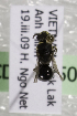  (Hylaeus VNM02 - CCDB-14506-E9)  @13 [ ] CreativeCommons - Attribution Non-Commercial Share-Alike (2012) Packer Collection York University York University