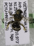  (Lasioglossum sstrVNM01 - CCDB-14507-D5)  @13 [ ] CreativeCommons - Attribution Non-Commercial Share-Alike (2012) Packer Collection York University York University