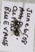  (Lasioglossum ctenoVNMZ - CCDB-14507-F4)  @11 [ ] CreativeCommons - Attribution Non-Commercial Share-Alike (2012) Packer Collection York University York University