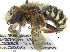  (Anthidium chilense - 06729A06-CHL)  @13 [ ] CreativeCommons - Attribution (2015) CBG Photography Group Centre for Biodiversity Genomics