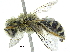  ( - 06729A09-CHL)  @14 [ ] CreativeCommons - Attribution (2015) CBG Photography Group Centre for Biodiversity Genomics