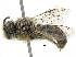  ( - 06729B05-CHL)  @12 [ ] CreativeCommons - Attribution (2015) CBG Photography Group Centre for Biodiversity Genomics