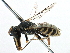  ( - 06729C04-CHL)  @13 [ ] CreativeCommons - Attribution (2015) CBG Photography Group Centre for Biodiversity Genomics