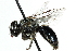  ( - 06729C10-CHL)  @12 [ ] CreativeCommons - Attribution (2015) CBG Photography Group Centre for Biodiversity Genomics