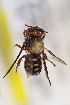  (Epanthidium cuneiforme - CCDB-28313 A01)  @11 [ ] CreativeCommons - Attribution (2016) Laurence Packer York University