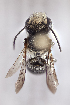  (Megachile minima - CCDB-24582 A02)  @13 [ ] CreativeCommons - Attribution (2016) Laurence Packer York University