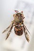  (Epanthidium bicoloratum - CCDB-28313 A05)  @11 [ ] CreativeCommons - Attribution (2016) Laurence Packer York University