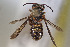  (Epanthidium nigrifacies - CCDB-28313 A09)  @13 [ ] CreativeCommons - Attribution (2016) Laurence Packer York University