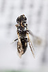  (Hylaeus sp01 - CCDB-28316 B08)  @11 [ ] CreativeCommons - Attribution (2015) Laurence Packer York University