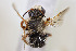  (Anthidium anurospilum - CCDB-28313 B08)  @13 [ ] CreativeCommons - Attribution (2016) Laurence Packer York University