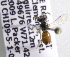  (Sphecodes CHL05 - CCDB-09857 A08)  @13 [ ] Copyright (2010) Laurence Packer York University