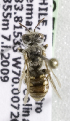  (Spinoliella sp1 - CCDB-09857 F05)  @12 [ ] Copyright (2010) Laurence Packer York University