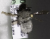  (Megachile CHL13 - CCDB-09857 G11)  @13 [ ] Copyright (2010) Laurence Packer York University