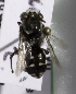  (Isepeolus sp. aff. cortesi - CCDB-09857 H10)  @12 [ ] Copyright (2010) Laurence Packer York University