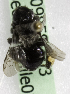  (Chalepogenus subcaeruleus - CCDB-09858 A03)  @13 [ ] Copyright (2010) Laurence Packer York University