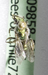  (Caenohalictus sp3 - CCDB-09858 F12)  @12 [ ] Copyright (2010) Laurence Packer York University