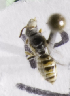  (Xeromelissa xanthorhina - CCDB-09866 A02)  @12 [ ] Copyright (2010) Laurence Packer York University