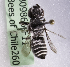  (Megachile CHL04 - CCDB-09866 F11)  @13 [ ] Copyright (2010) Laurence Packer York University