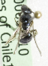 (Corynura sp8 - CCDB-10006 A10)  @12 [ ] Copyright (2010) Laurence Packer York University