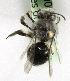  (Cadeguala albopilosa - CCDB-10006 B09)  @13 [ ] Copyright (2010) Laurence Packer York University