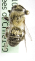  (Lonchopria sp2 - CCDB-10006 E06)  @12 [ ] Copyright (2010) Laurence Packer York University