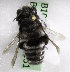  (Megachile CHL12 - CCDB-10006 E08)  @12 [ ] Copyright (2010) Laurence Packer York University