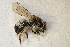  (Colletes sanctus - CCDB-30346 B12)  @11 [ ] CreativeCommons - Attribution (2017) Laurence Packer York University