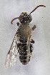  (Chilicola rubriventris - CCDB-30387 C01)  @13 [ ] CreativeCommons - Attribution (2018) Laurence Packer York University