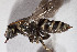  ( - CCDB-30387 C06)  @14 [ ] CreativeCommons - Attribution (2018) Laurence Packer York University
