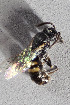  ( - CCDB-28316 C08)  @12 [ ] CreativeCommons - Attribution (2015) Laurence Packer York University