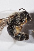  ( - CCDB-30387 C08)  @11 [ ] CreativeCommons - Attribution (2018) Laurence Packer York University