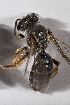  ( - CCDB-30387 C10)  @11 [ ] CreativeCommons - Attribution (2018) Laurence Packer York University