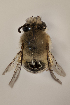  (Xanthocotelles fritzi - CCDB-30346 C11)  @13 [ ] CreativeCommons - Attribution (2017) Laurence Packer York University
