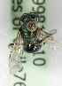 (Caenohalictus CHL01 - CCDB-09981 A10)  @13 [ ] Copyright (2011) Laurence Packer York University