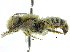  ( - CCDB-09981 E03)  @13 [ ] CreativeCommons - Attribution (2015) CBG Photography Group Centre for Biodiversity Genomics