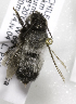  (Megachile sesquialba - CCDB-09981 F03)  @13 [ ] Copyright (2011) Laurence Packer York University