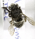  (Megachile aricensis - CCDB-09981 F09)  @13 [ ] Copyright (2011) Laurence Packer York University