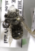  (Megachile CHL08 - CCDB-09981 F11)  @12 [ ] Copyright (2011) Laurence Packer York University
