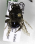  (Colletes cyaniventris - CCDB-09984 A09)  @13 [ ] Copyright (2011) Laurence Packer York University