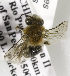  (Colletes rutilans - CCDB-09984 B03)  @14 [ ] Copyright (2011) Laurence Packer York University