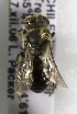  (Spinoliella maculata - CCDB-09987 B02)  @13 [ ] Copyright (2011) Laurence Packer York University
