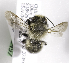  (Megachile grandibarbis - CCDB-09987 B11)  @13 [ ] Copyright (2011) Laurence Packer York University