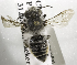  (Megachile ecuadoria - CCDB-09987 C08)  @13 [ ] Copyright (2011) Laurence Packer York University