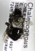  (Chalepogenus caeruleus - CCDB-09987 E05)  @13 [ ] Copyright (2011) Laurence Packer York University